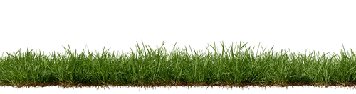 生机勃勃的草地盛放五彩斑斓花朵美丽自然风景画卷