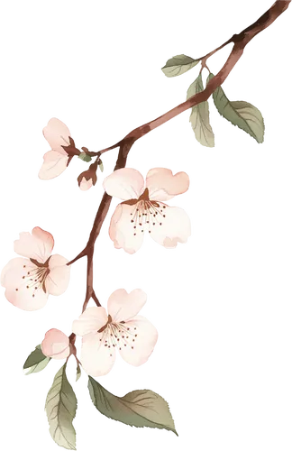 "黑背景下的樱花绽放"