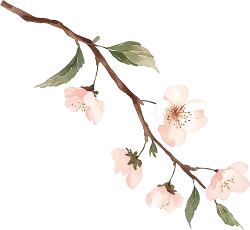 "樱花绽放：粉嫩花海映黑枝"